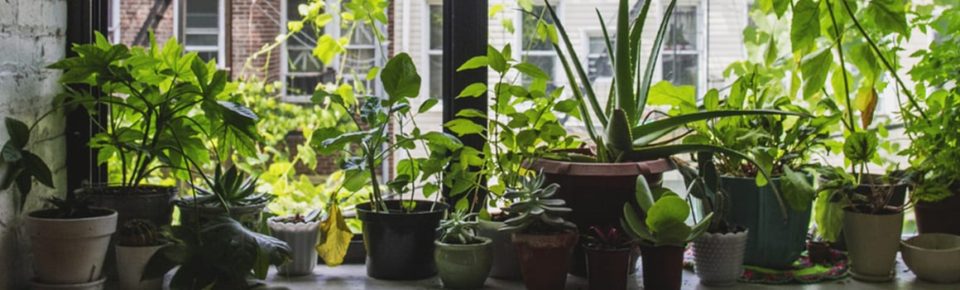 5 easy vegetables you can grow indoors