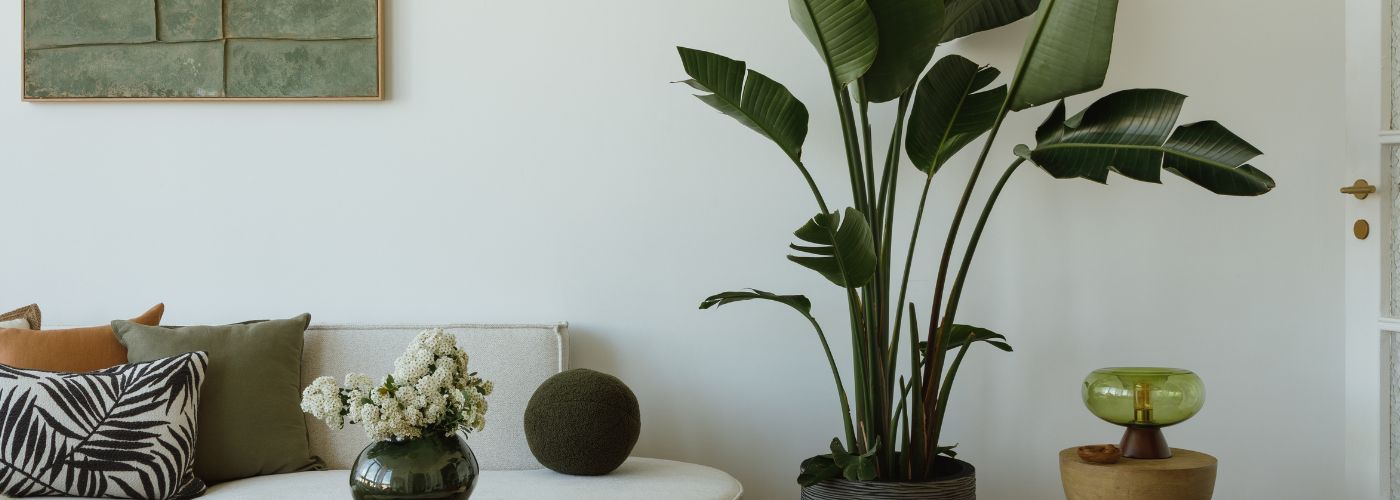 Popular Plants For Home Staging